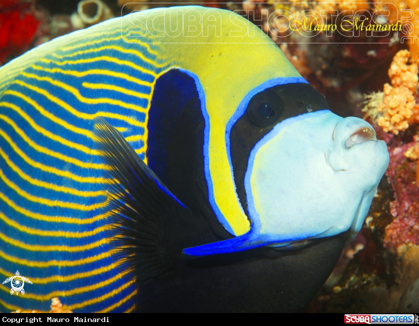 A Imperator angelfish