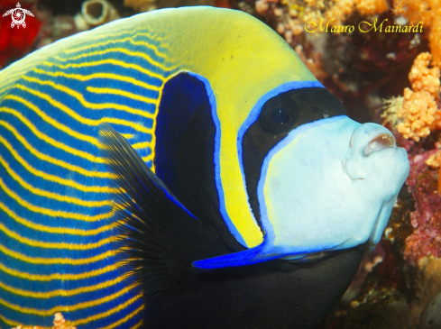 A Imperator angelfish