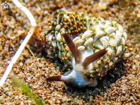 A Cuthona (Trinchesia) yamasui | Nudibranch 