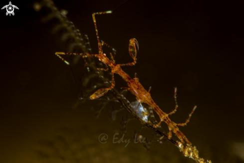 A Skeleton Shrimp