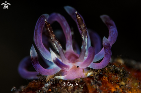 A Nudi