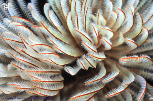 A Sabellastarte australiensis | Feather-duster worm