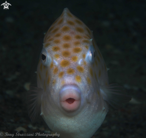 A Eastern Smooth Boxfish