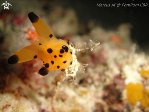 A Thecacera pacifica | Nudi