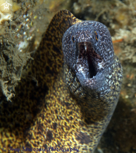 A Abbott's moray