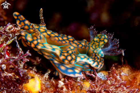 A Ceratosoma magnificium | Nudibranche