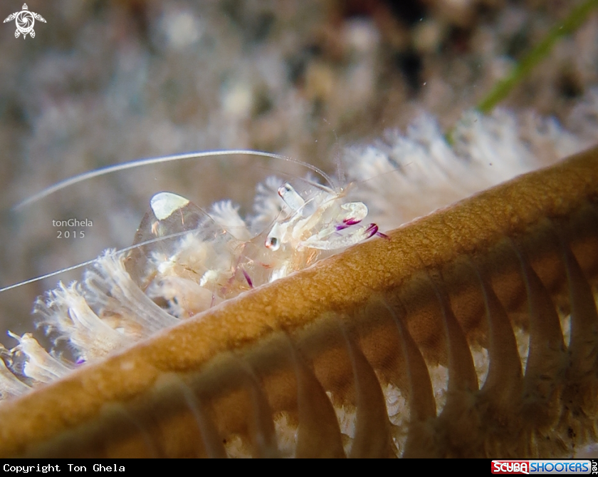 A Glass Shrimp