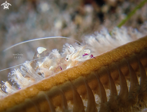 A Glass Shrimp