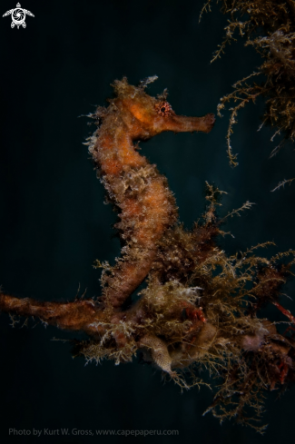 A Hippocampus molluciensis | Mollucan Seahorse