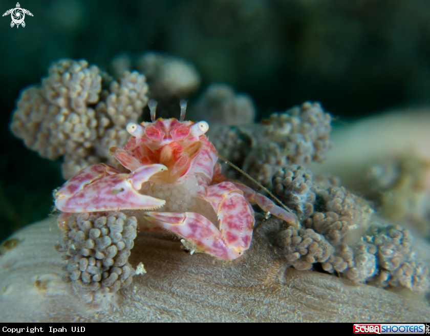 A coral crab