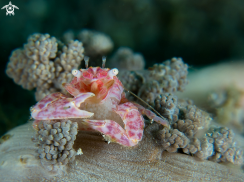 A coral crab