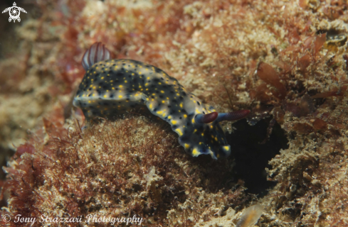 A Hypselodoris obscura | Hypselodoris obscura