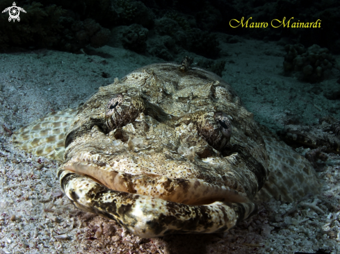 A Crocodile fish