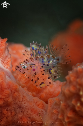 A Lion Fish Juv.