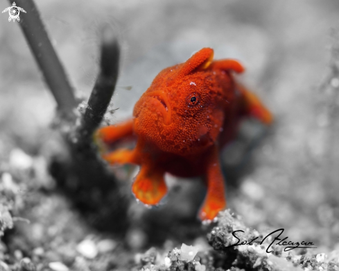 A juvenile frogfish