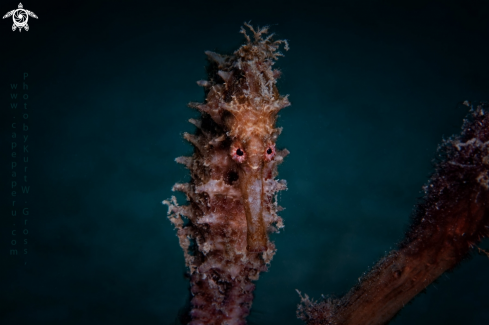A Hippocampus histrix | Seahorse
