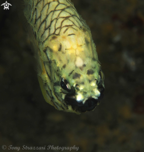 A Cleidopus gloriamaris | Pineapple fish