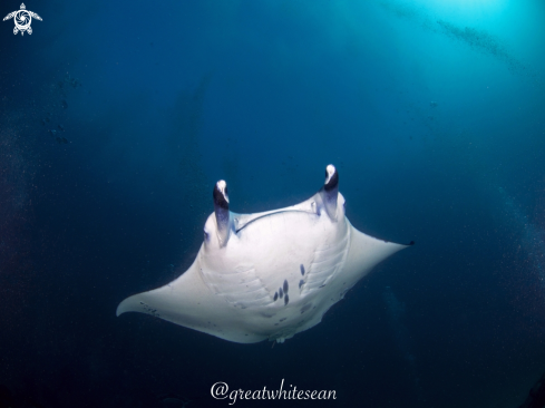 A Manta Alfredi | Manta Ray