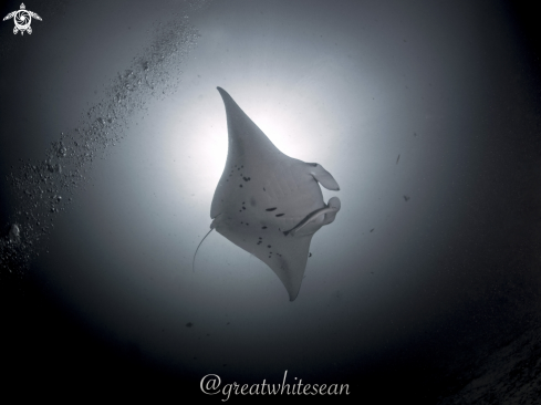 A Manta Ray