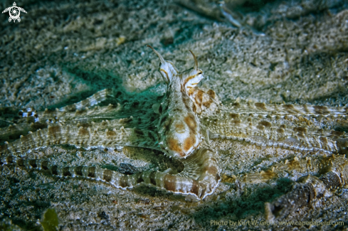 A Thaumoctopus mimicus | Mimik Octopus