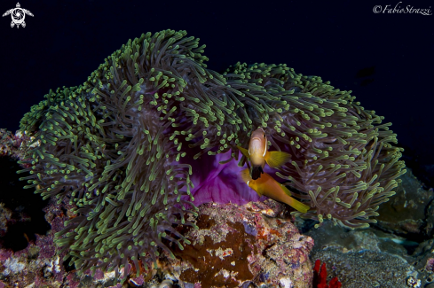 A Anemone fish