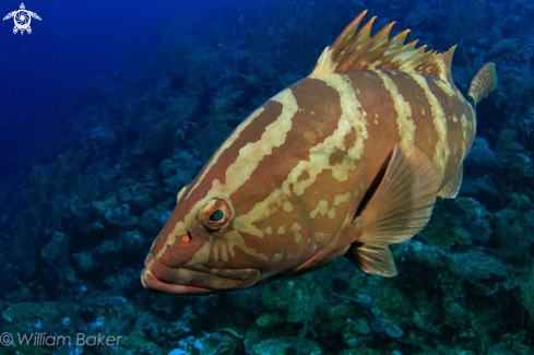 A Nassau Grouper