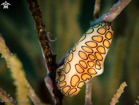 A Cyphoma gibbosum | Flamingo Tongue