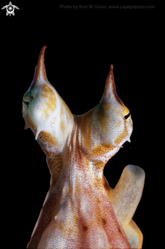 A Thaumoctopus mimicus | Mimik Octopus