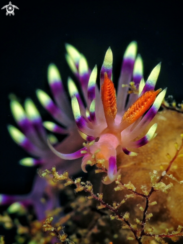 A Flabellina exoptata