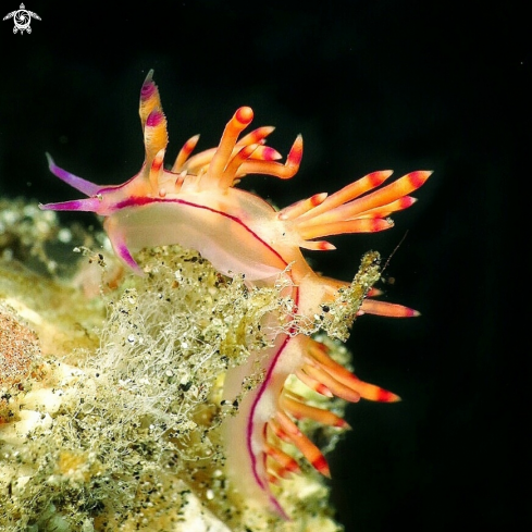 A Flabellina rubrolineata | Flabellina nudibranch