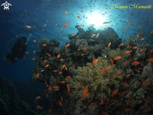 A Red sea reef