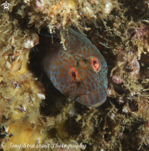 A Parablennius intermedius | Horned blenny