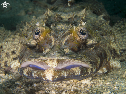 A Crocodile fish