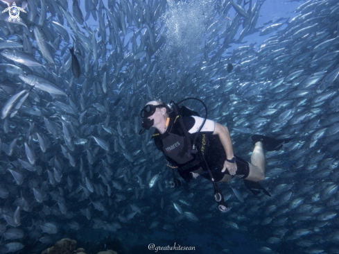 A Caranx sexfasciatus | Jackfish and human