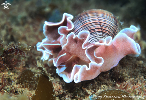 A Hydatina physis | Rose Petal Bubble