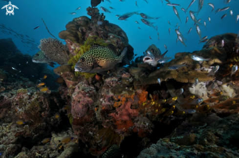 A Plectorhinchus chaetodonoides  | Sweet Lips