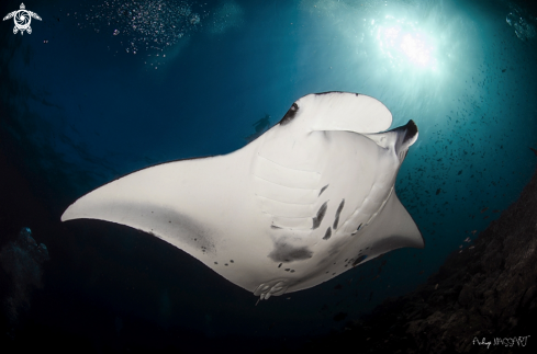 A snorkeler & the Manta