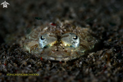 A Crocodile Fish