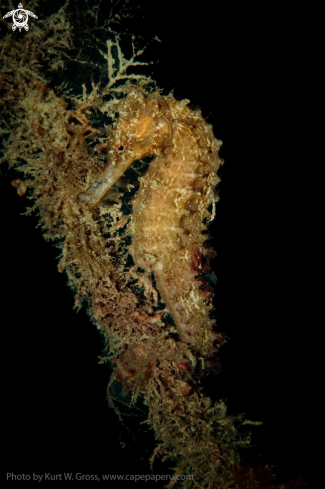 A Muluccas Seahorse