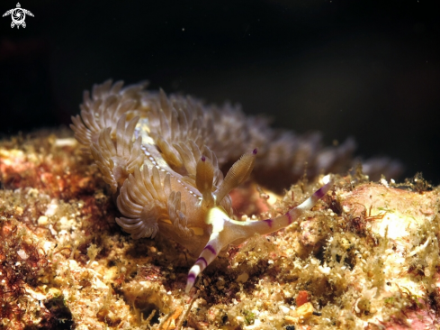 A dragon nudibranch