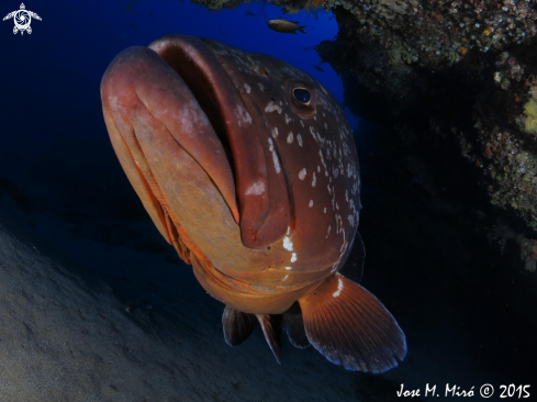 A Ephinephelus marginatus