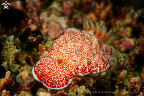 A Red nudi