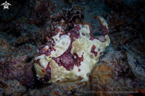 A Antennarius maculatus | Frogg Fish