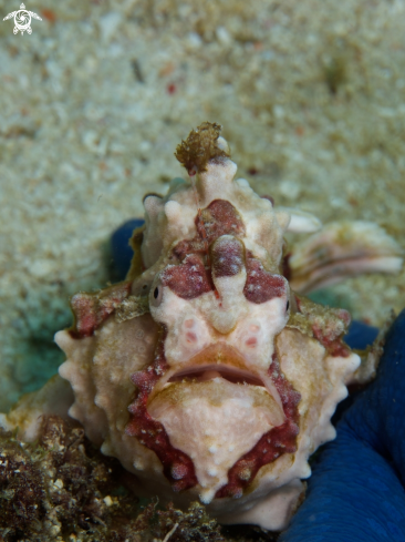 A Antennarius maculatus (Warty/Painted Frogfish) | Frog Fish