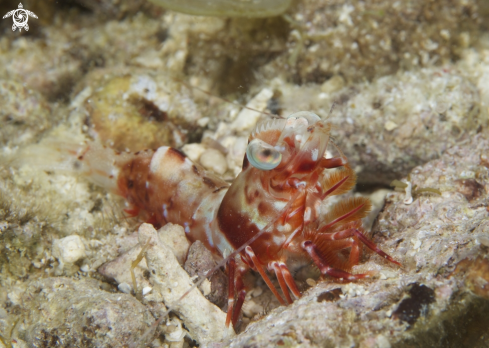 A Humpback Prawn