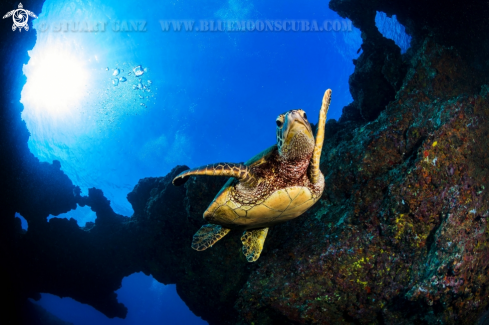 A Green sea turtle