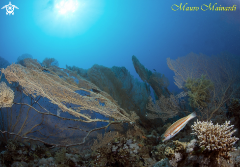 A Red sea panorama