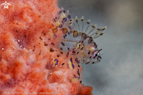 A Lion Fish juv.