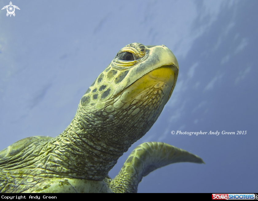 A Green Sea-Turtle