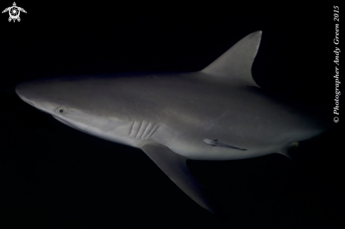 A Carcharhinus amblyrhynchos | Grey Reef Shark